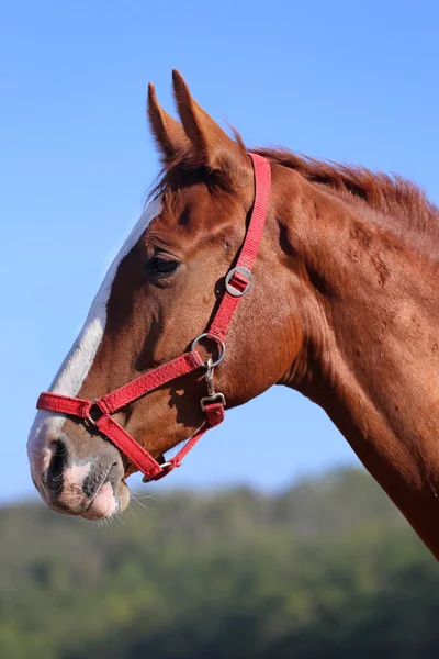 Purebred young horse posing against blue sky