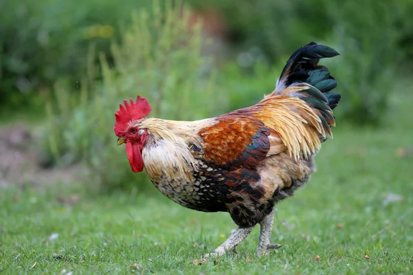 Colorful young cock standing on a background of green grass