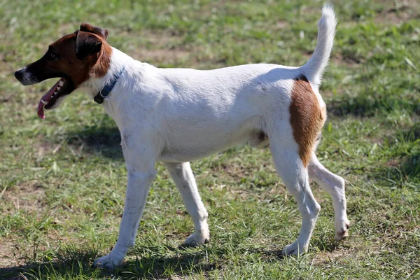 Smooth fox terrier stands in the park