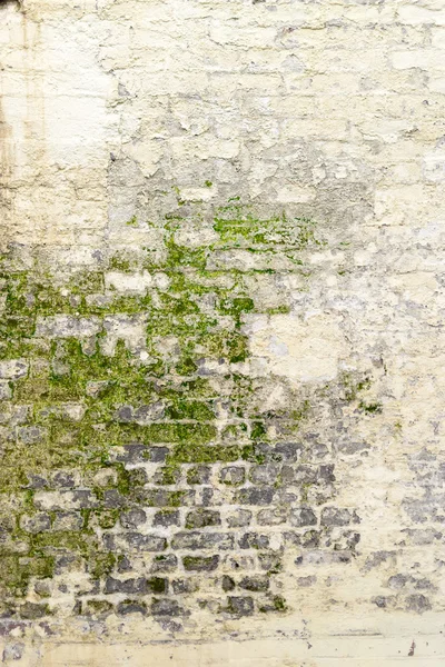 Old Moldy White Washed Wall