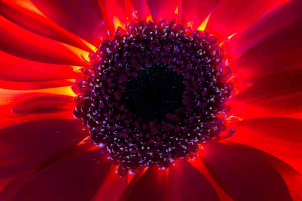 Red Chrysanthemum Flower and Highlighted Stamens