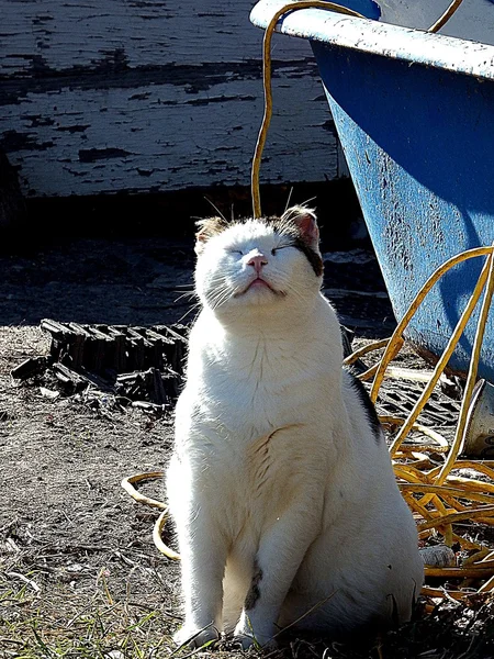 Sun worshipping cat