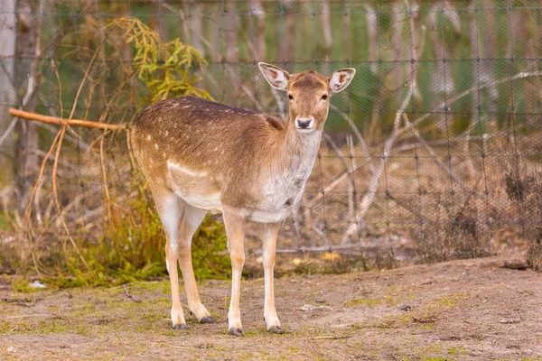 Deer potrait, animal face portrait