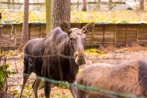 Moose portrait, animal face.