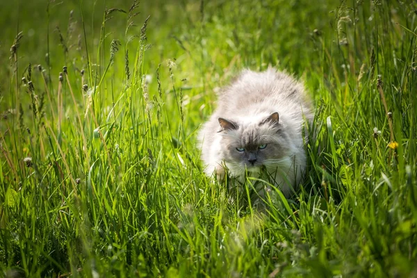 Beautiful siberian cat walking in grass