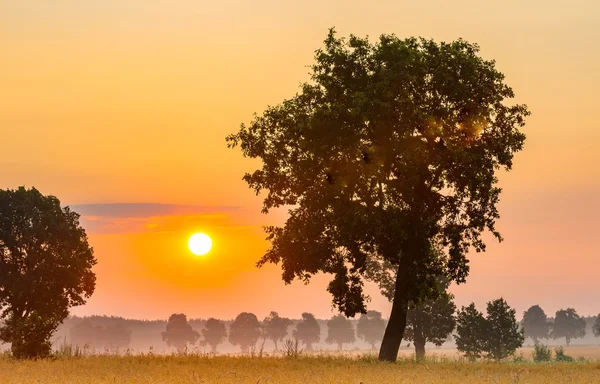 Summer sunrise over fields and trees silhouettes