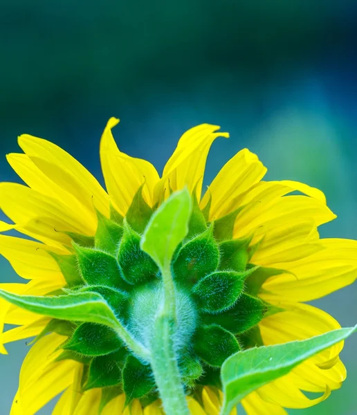 Macro of decorative sunflower
