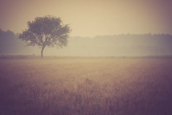 Vintage photo of morning foggy meadow in summer. Rural landscape