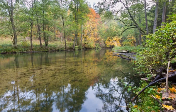 Wild river in autumnal colorful forest