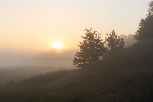 Foggy morning on polish meadow