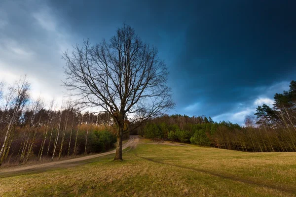 Stormy sky over field and trees