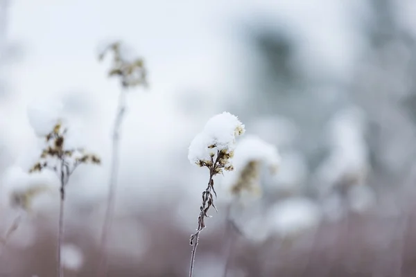 Withered plants under snow