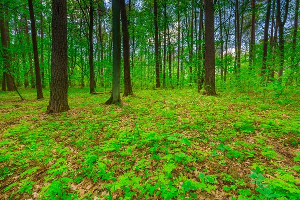 Beautiful green springtime forest