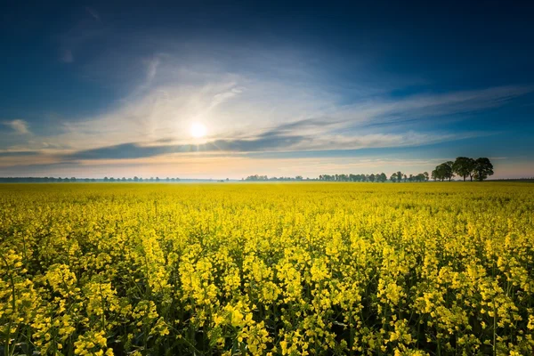 Field of blooming rape.