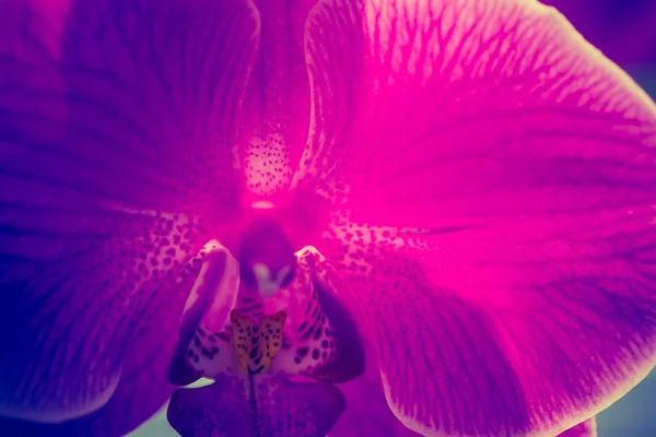 Pink orchid flower