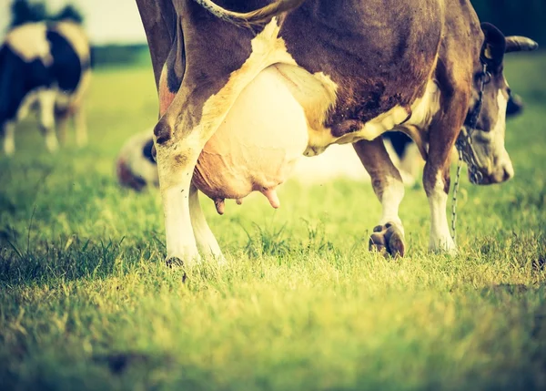 Vintage portrait of cow on pasture