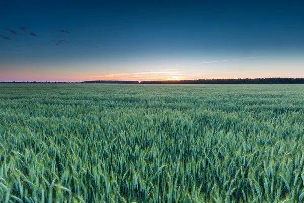 B green rye field at sunset