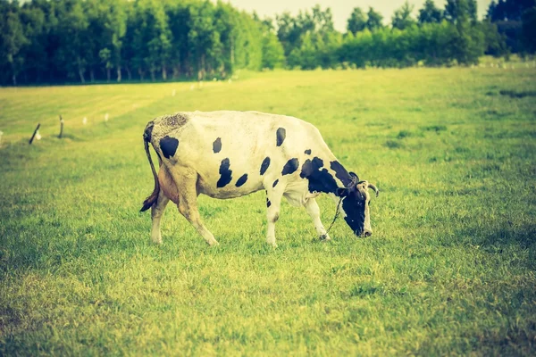 Cow on pasture in summer.