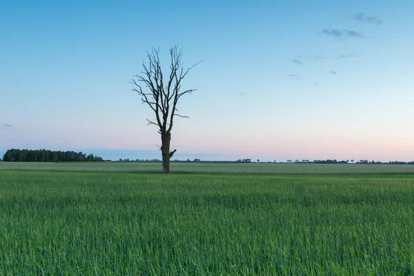 Green field and old tree