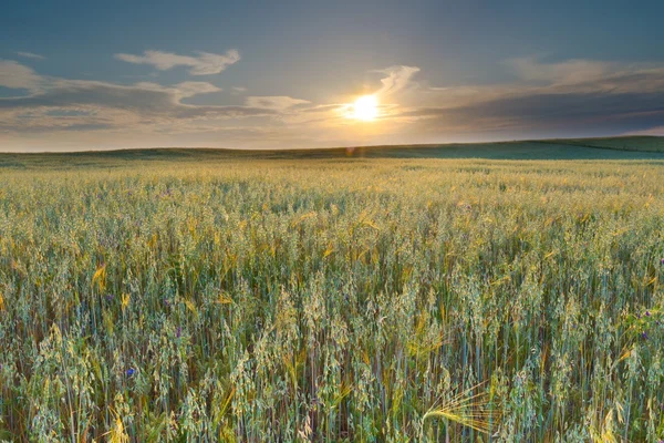 Beautiful landscape of sunset over corn field at summer