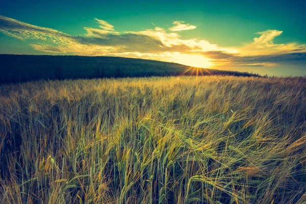 Sunset over corn field