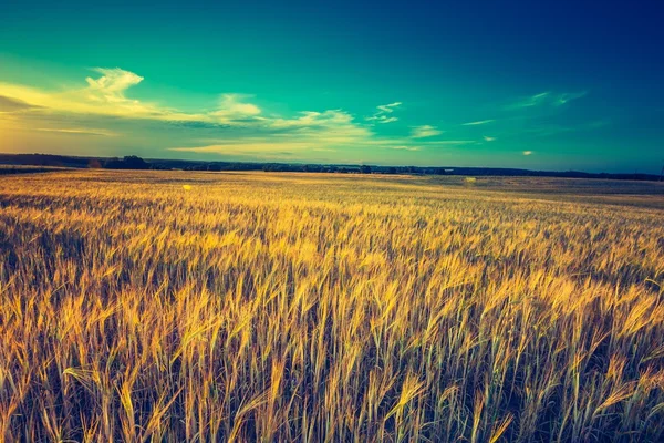 Sunset over corn field