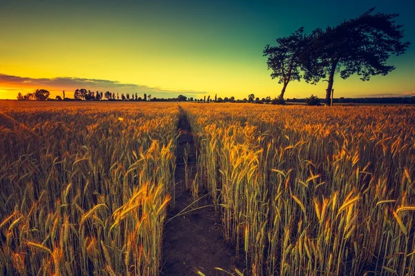 Sunset over corn field