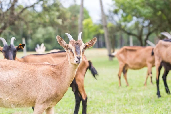 Herd of goats on pasture