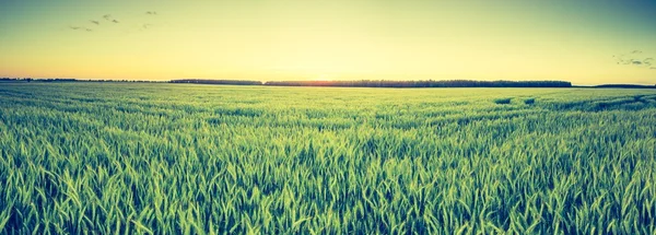 Vintage photo of green field landscape