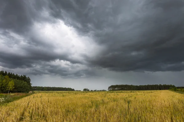 Summer landscape with storm sky over rye field