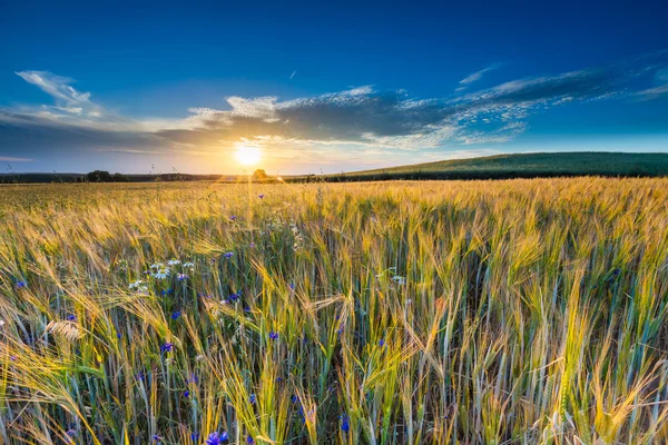 Beautiful landscape of sunset over corn field at summer