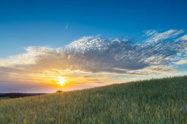 Beautiful landscape of sunset over corn field at summer