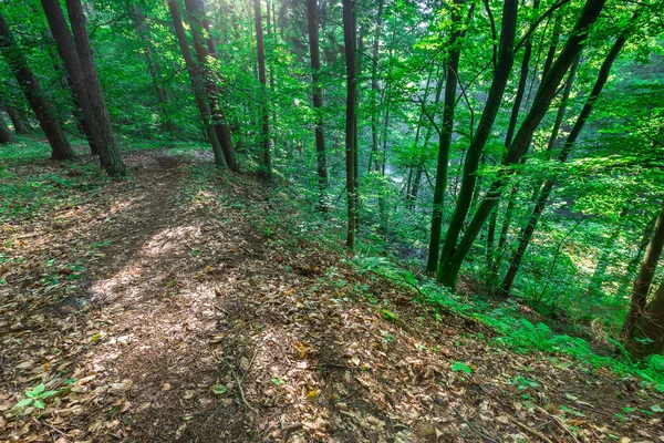 Wild european forest in summer