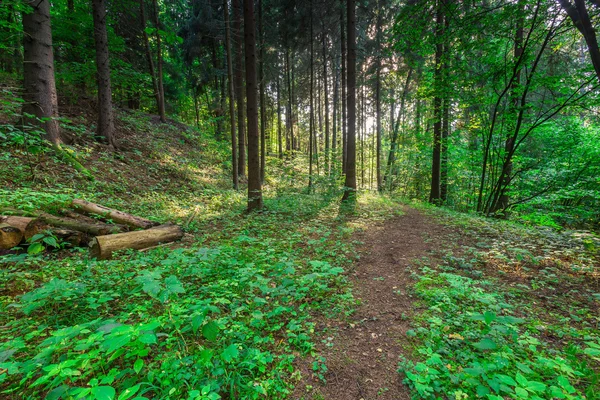 Wild european forest in summer