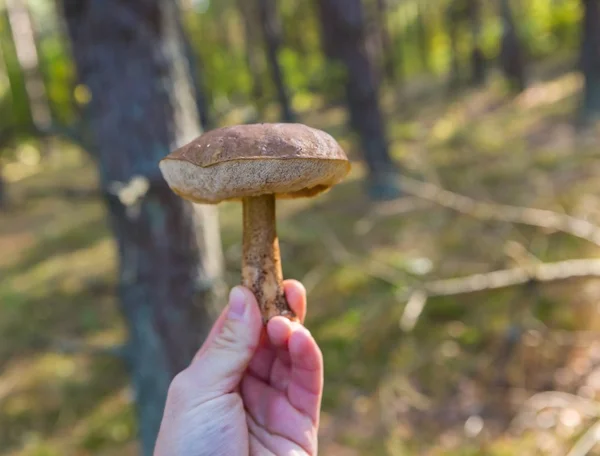 Man hand with edible forest mushroom
