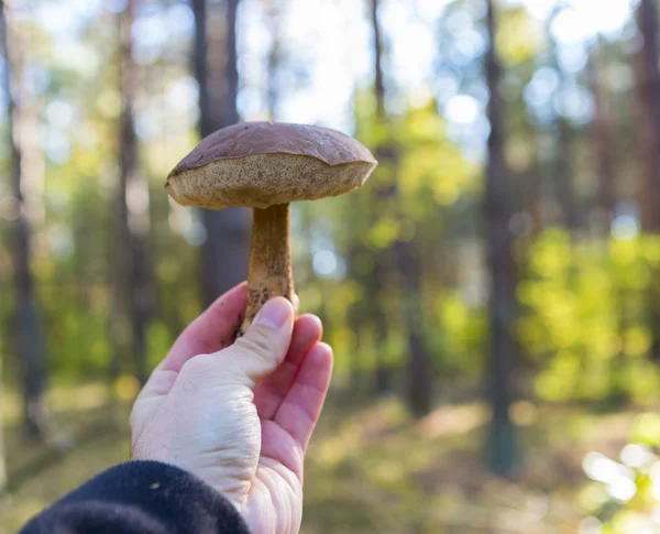 Man hand with edible forest mushroom