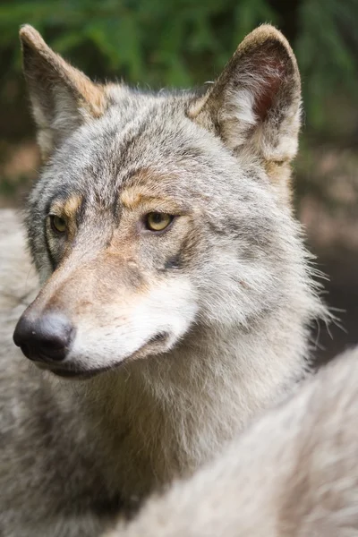 Wolf portrait in close up