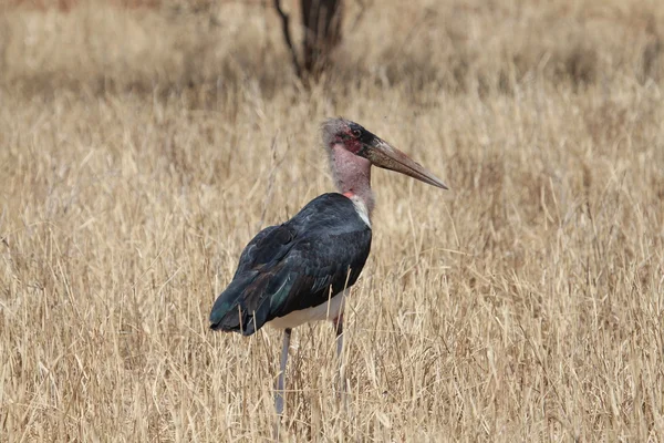 African bird