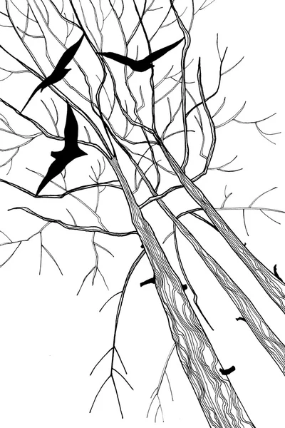 Trees and Birds
