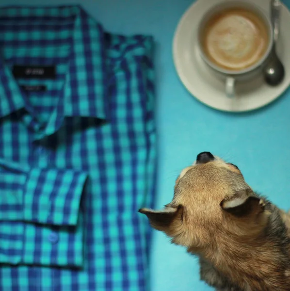 Small dog, cup of coffee and checkered shirt