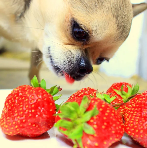 Cute dog eating ripe strawberry