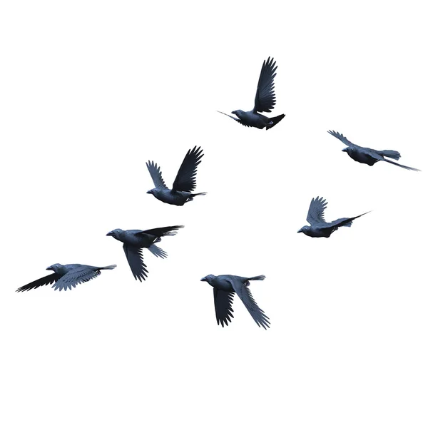 3D illustration of crows on white