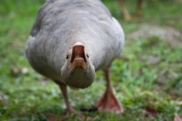 Angry goose close-up
