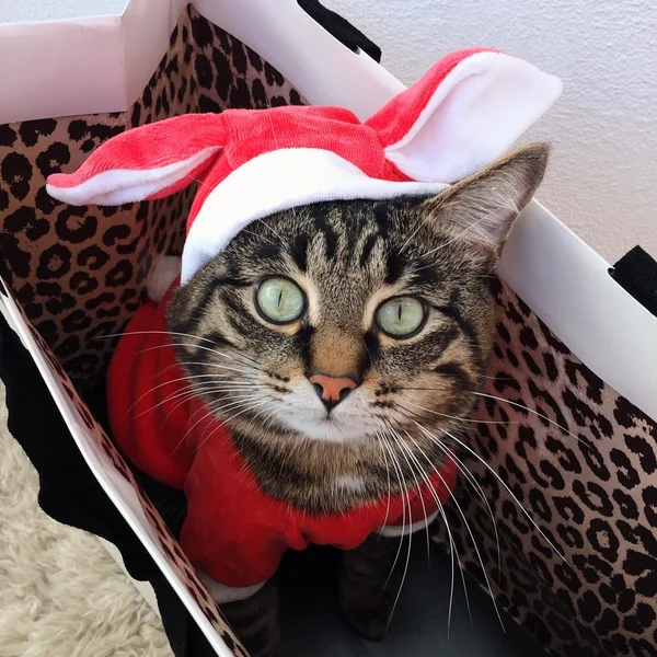 Cat in new year clothes