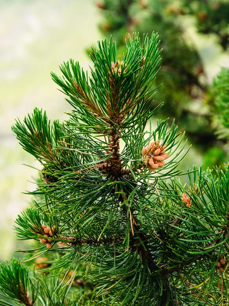 Branch of pine with pine needles and pine cones