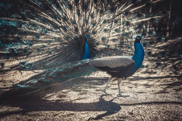 Two peacocks at the zoo show off to each other