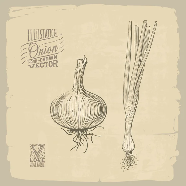 Onion illustration