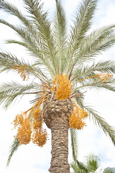 Palm tree with dates