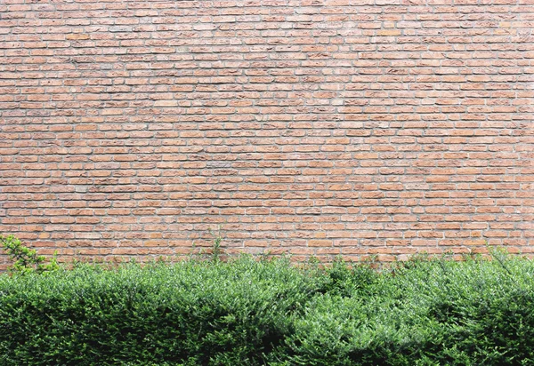 Hedge over brick wall background