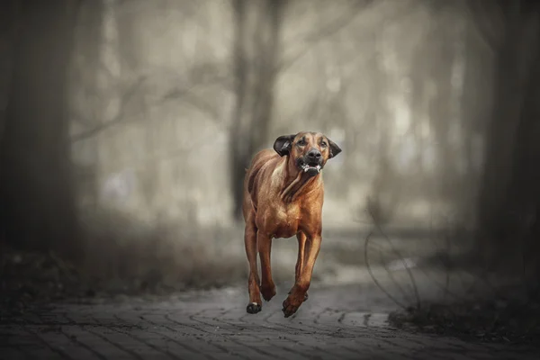 Beautiful dog rhodesian ridgeback hound outdoors. Dog takes commands.